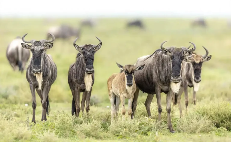 6-Day Calving Season Spectacle in Ndutu Plains