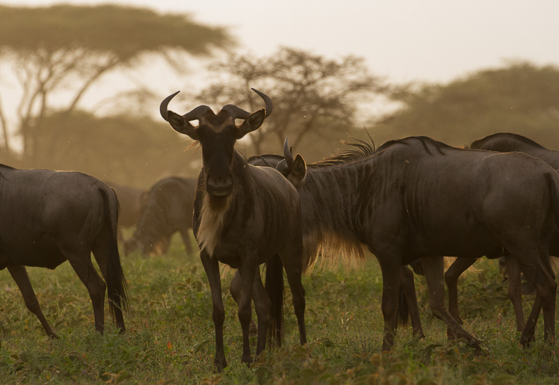 10-Day Northern Tanzania Safari