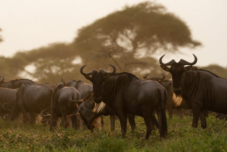 10-Day Northern Tanzania Safari