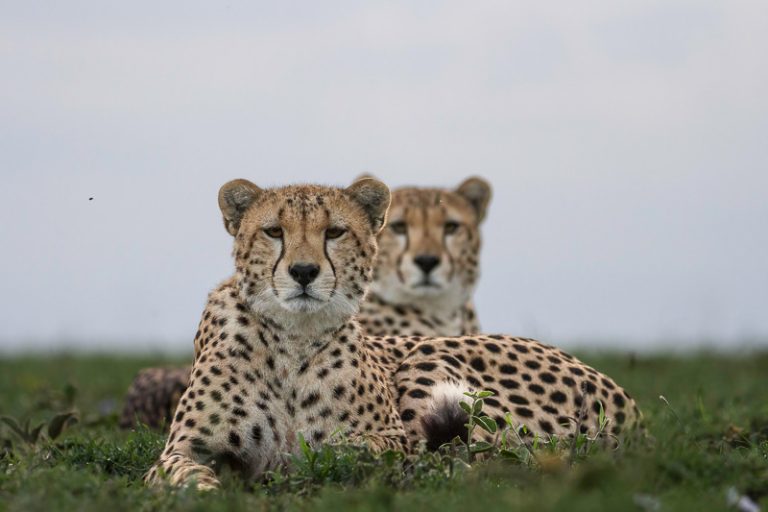 12-Day Ultimate Tanzania Discovery Safari