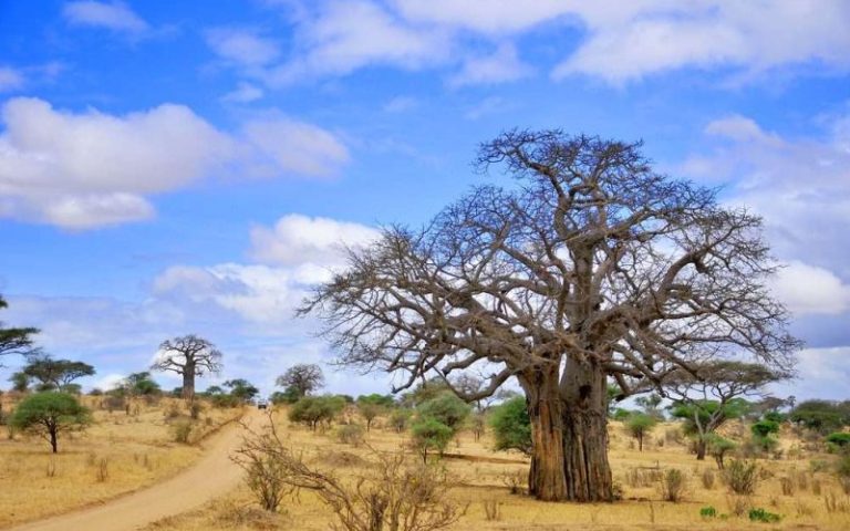 Tarangire-National-Park-baobab-qiviyuf6suib1l9uff1rr2xw5ozx1dvscxgamypaiw