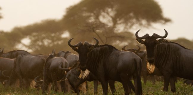 10-Day Northern Tanzania Safari