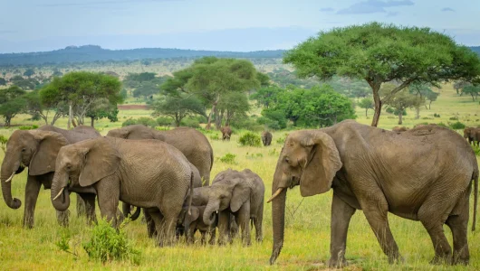 tarangire-national-park-banner