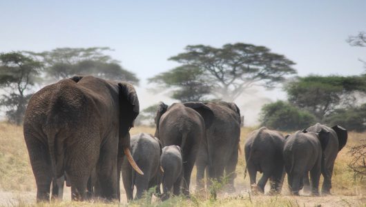 tarangire-national-park-tanzania-national-parks-nasikia-camps-game-drives-tours-tanzania-safaris-africa-elephants